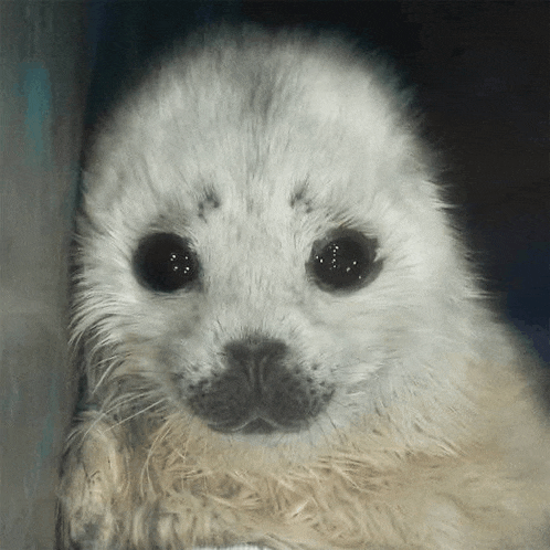 a close up of a seal puppy with black eyes looking at the camera