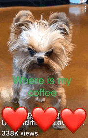 a picture of a small dog with the words " where is my coffee " on it