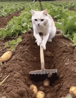 a white cat is digging potatoes in a field with a shovel