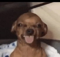 a brown dog is sticking its tongue out and smiling .