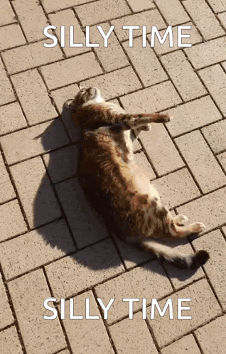 a cat is laying on its back on a brick sidewalk with the words silly time silly time below it