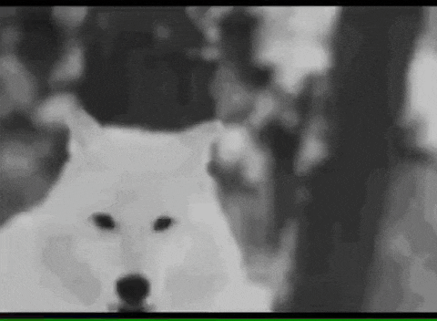 a black and white photo of a white wolf looking at the camera .