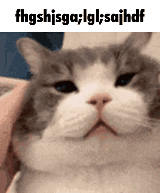 Cat Face GIF