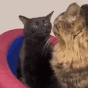 two cats are sitting next to each other in a pink and blue cat bed .