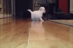 気をつけて　きをつけて　犬　いぬ　可愛い　かわいい GIF - Dog Slide Becareful GIFs