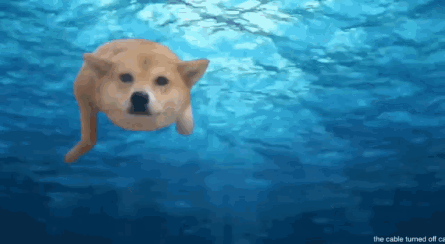 Dog Swim GIF - Dog Swim Swimming GIFs