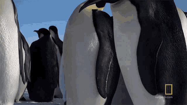 Standing Penguins National Geographic GIF - Standing Penguins National Geographic Penguins GIFs