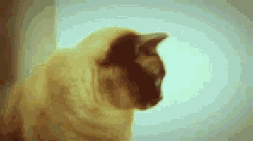 a siamese cat is sitting in front of a white wall .