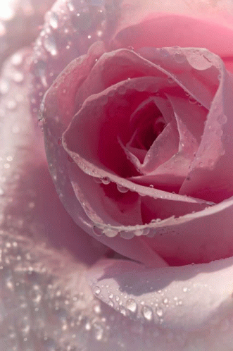5577 Pink Love Rose GIF - 5577 Pink Love Rose 7755 GIFs