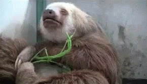 Fat And Sleepy GIF - Fat Sleepy Sloth GIFs