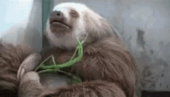 a three toed sloth is eating a green plant while laying down .