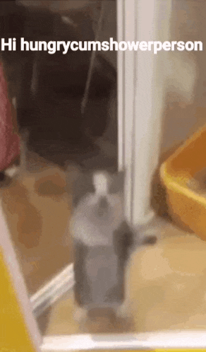 a cat is standing in front of a door with the words hi hungrycumshowerperson written on it .