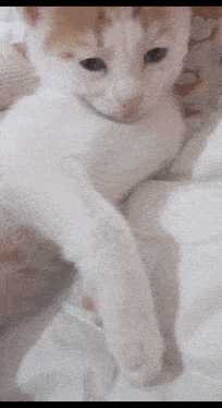 a close up of a white and orange kitten laying on a bed