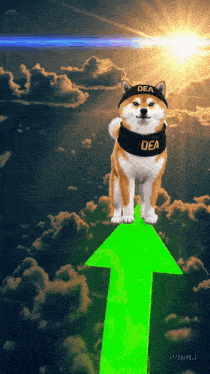 a dog wearing a hat that says dea stands on a green arrow