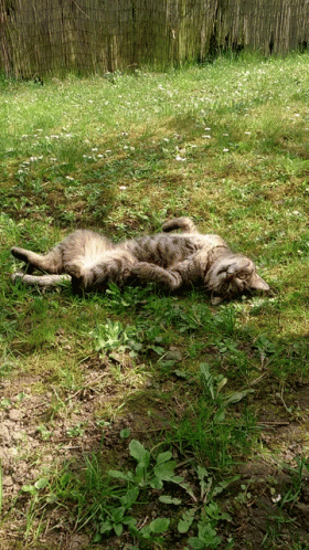 Cat Lazy GIF - Cat Lazy Spring GIFs
