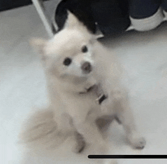 a small white dog is sitting on the floor next to a person .