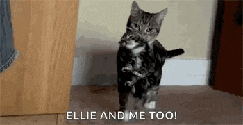 a cat is holding a kitten in its arms while walking on the floor .