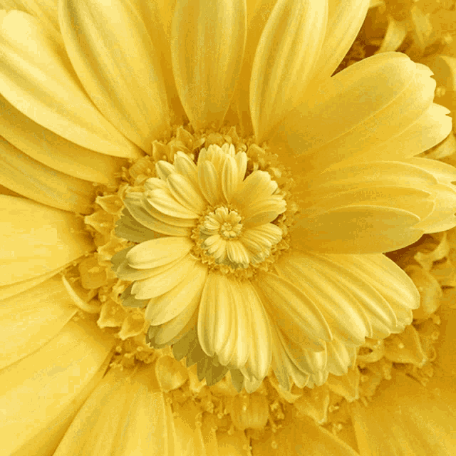 Flower Yellow GIF - Flower Yellow Loop GIFs