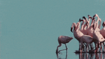 a flock of flamingos are standing in the water with the words weekend written above them
