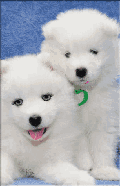 two white puppies are laying on a blue blanket with vica written on the bottom right corner
