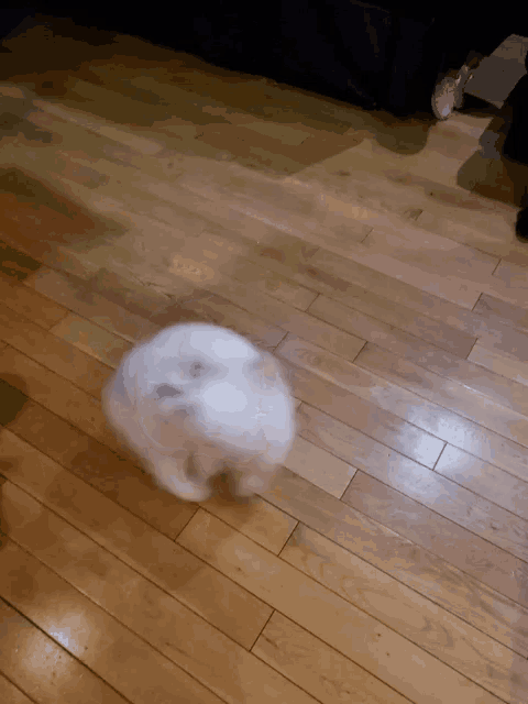 a small white dog is running on a wood floor