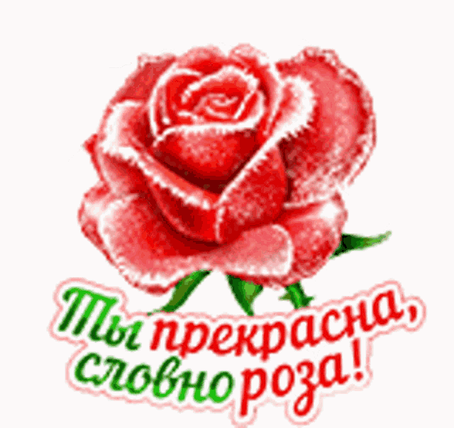a red rose with the words " ты прекрасна " written below it