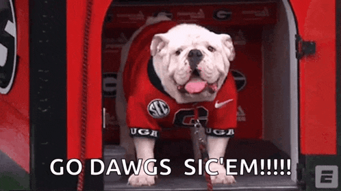 a bulldog wearing a georgia bulldogs jersey is standing outside of a dog house .