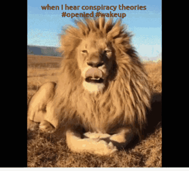 Lion Conspiracy GIF - Lion Conspiracy Boring GIFs