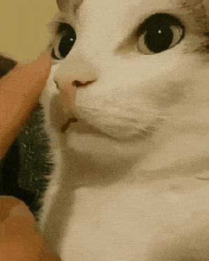 кот Cat GIF - кот Cat показать язык GIFs