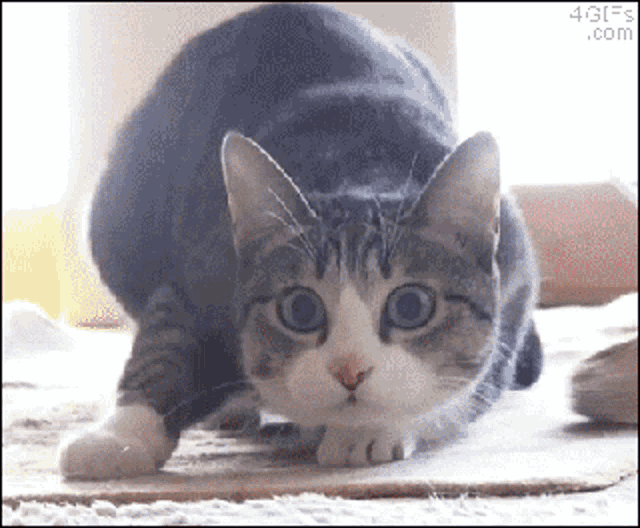 a cat is looking at the camera with a 4gifs.com watermark on the bottom right