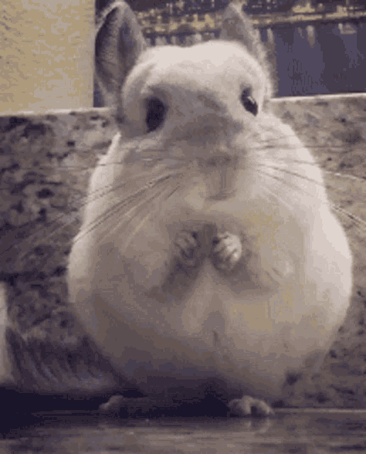 Eating Animals GIF - Eating Animals Hamster GIFs