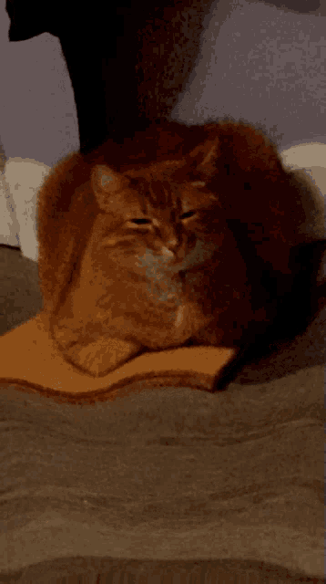 a cat laying on a blanket on a bed