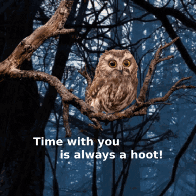 Owl Memes Cute Owls GIF - Owl Memes Cute Owls Animated Owls GIFs