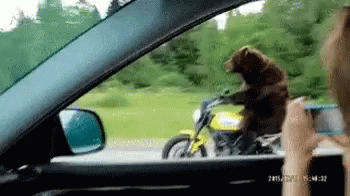 Leaving Work Bear Driving GIF - Leaving Work Bear Driving Funny GIFs