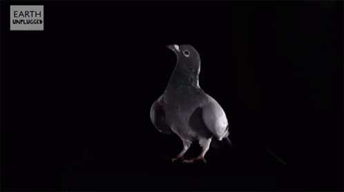 Pigeon Flying GIF - Pigeon Flying Slow Mo GIFs