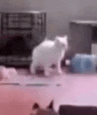 a white cat is walking on a pink carpet in a room .