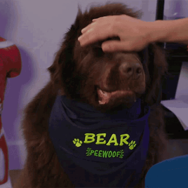 Getting Pets Bear GIF - Getting Pets Bear Doctor Mike GIFs