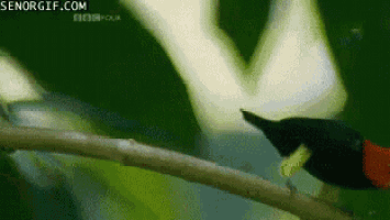 a bird is perched on a tree branch with senorgif.com in the corner