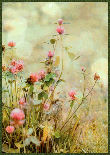 Flower Nature GIF - Flower Nature Field GIFs