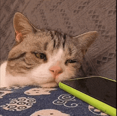a cat is laying down next to a cell phone
