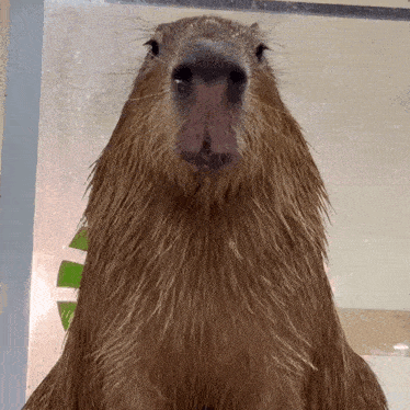a close up of a capybara 's face with a green leaf in the background