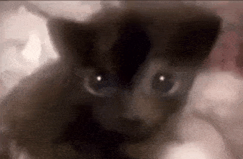 a close up of a kitten looking at the camera with a blurry background .
