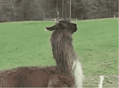Llama Fuck This Im Out GIF - Llama Fuck This Im Out Hopping Off GIFs