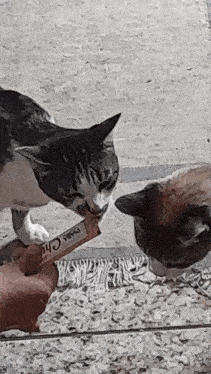 two cats are eating from a person 's hand and one of the cats is eating a bar of nana chic