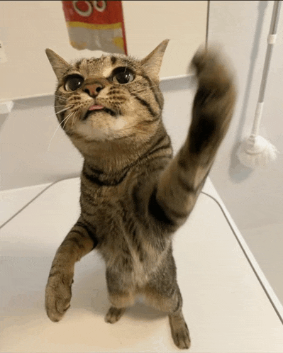 a cat is standing on its hind legs with its tongue out