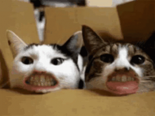 Cats Filter GIF - Cats Filter Funny GIFs