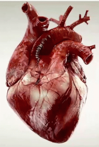 Heart Corazon GIF - Heart Corazon Heartbeat GIFs