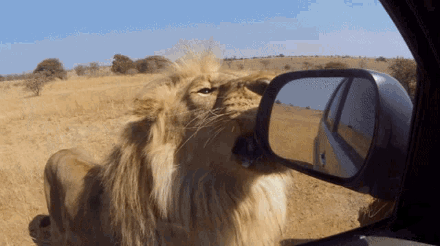 Hey Lion GIF - Hey Lion Wild GIFs