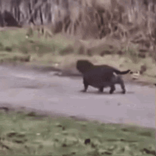 a dog is walking down a road next to a field .