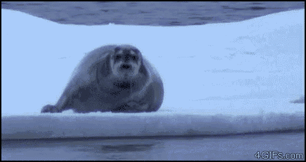 Polarbear Seal GIF - Polarbear Seal Stalker GIFs